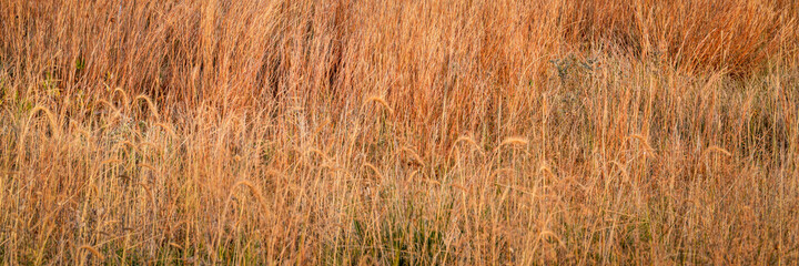 late summer grass in a prairie of Nebraska Sandhills, panoramic web banner