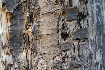 natural looking textured tree bark 