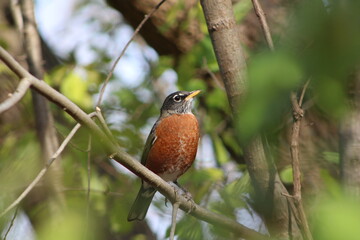 robin on a branch