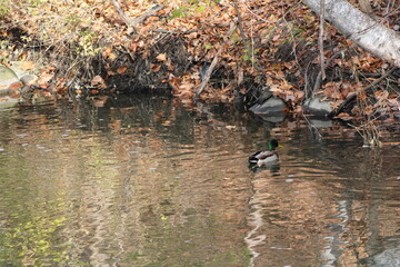 duck in an autumn pond