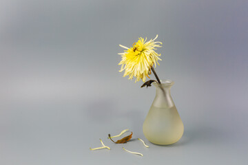art of Chrysanthemum wither in the vase