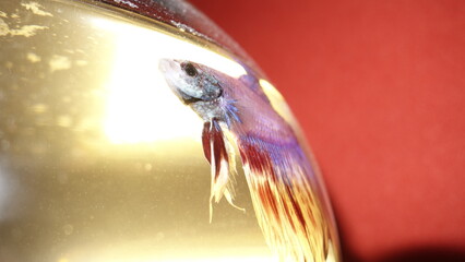 close-up shot to Pink blue Beta Fish, Fighting Fish