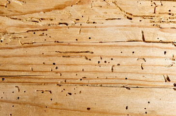 a board with insect holes