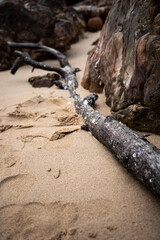 Dead tree on the beach.