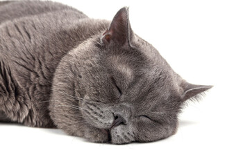 Sleeping British cat