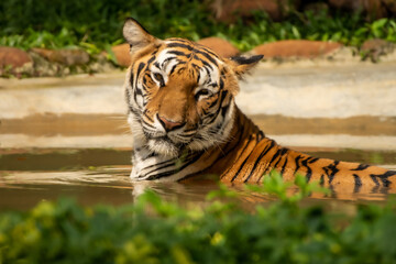 tiger in the zoo, half asleep