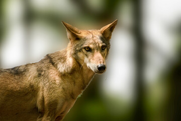 portrait of a wolf