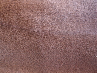 Close up of texture brown cow fur. 