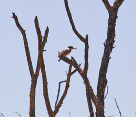 Australian wetlands bird native 