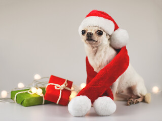 white  Chihuahua dog wearing Santa Claus hat and red scarf sitting , looking  at camera  on white background with red and green gift box and string lights. Christmas and New year celebration.