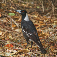 Australian wildlife bird magpie 