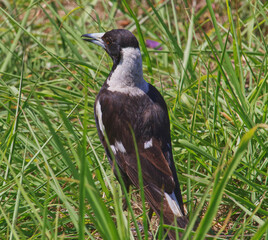 Australian wildlife bird magpie 