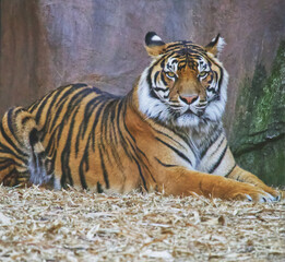 South East Asian tiger 
