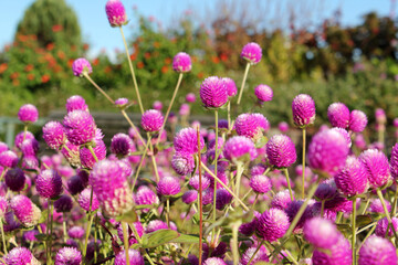 丸い花を咲かせたセンニチコウ