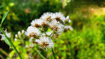 Mist grass Scientific name: Vernonia cinereaLess. Or some local referred to as the Noi or Tiger Sam, is a biennial plant with a soft spine, the lower leaves have a shorter fort than the one above the 