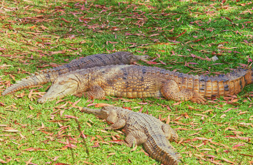 American alligators wildlife 