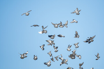 Red-Tailed Hawk Resting on a Dead Snag With Fall Colors in Trees in Background