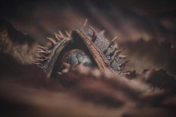 Close up of chestnut in orange leaves 