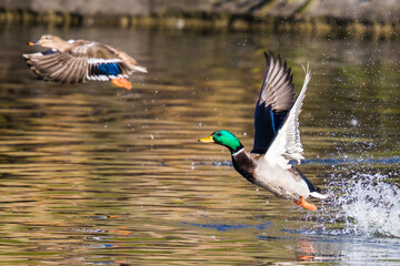 Red-Tailed Hawk Resting on a Dead Snag With Fall Colors in Trees in Background
