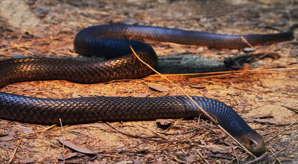 Australian wildlife black snake