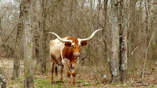 Brown and white Texas Longhorn beef cattle cow in a wooded pasture, regurgitating food and chewing the cud, also called rumination. Handheld clip.