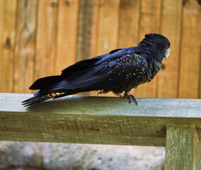 Australian wildlife black cockatoo 
