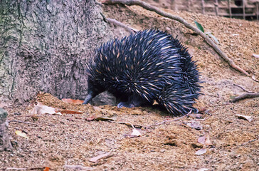 Australian wildlife echidna