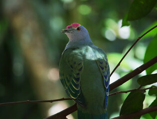 Australian wildlife bird rose crowned fruit dove