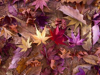 Beautiful fallen leaves on ground