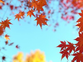 Beautiful red maple leaves on blue sky background