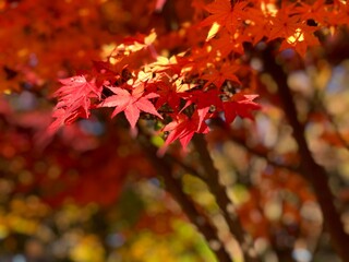 Beautiful red maple leaves in forest