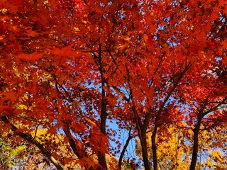Beautiful red maple leaves on blue sky background