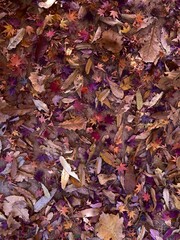 Beautiful fallen leaves on ground
