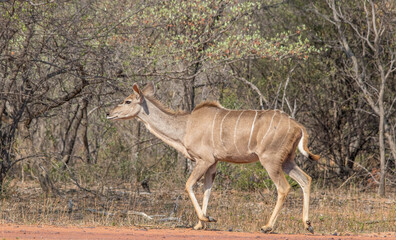 A kudu cow isolated walking in the African bush