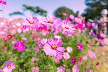 Fototapeta premium 国営ひたち海浜公園のコスモス