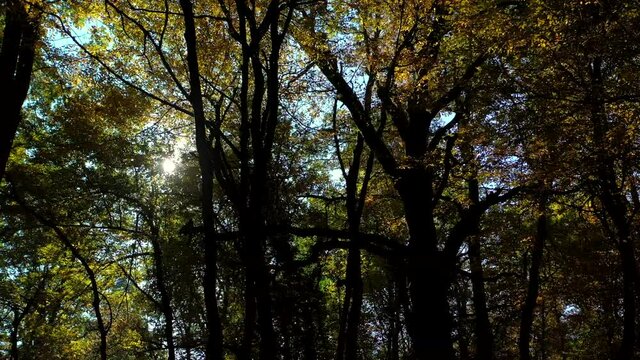  fitto bosco di aceri nella stagione autunnale