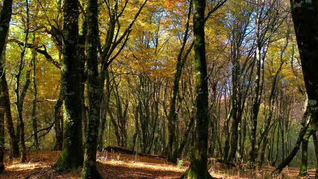  fitto bosco di aceri nella stagione autunnale