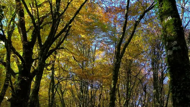  fitto bosco di aceri nella stagione autunnale