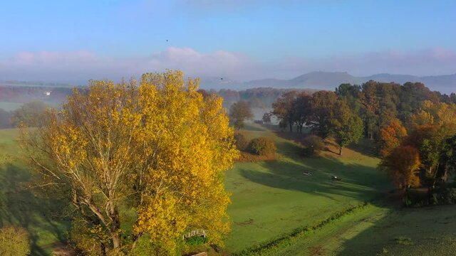 albero di betulle con foglie gialle sul campo verde, nella soleggiata mattina autunnale. 

