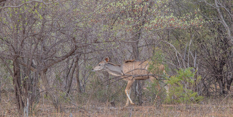 A kudu cow isolated in the dense African bush