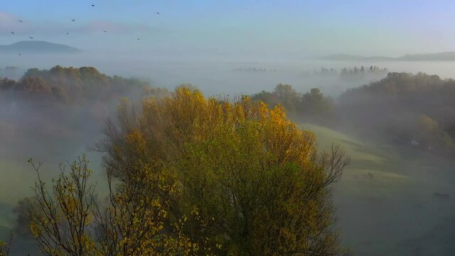 primo piano di albero in una mattina di autunno con fitta nebbia