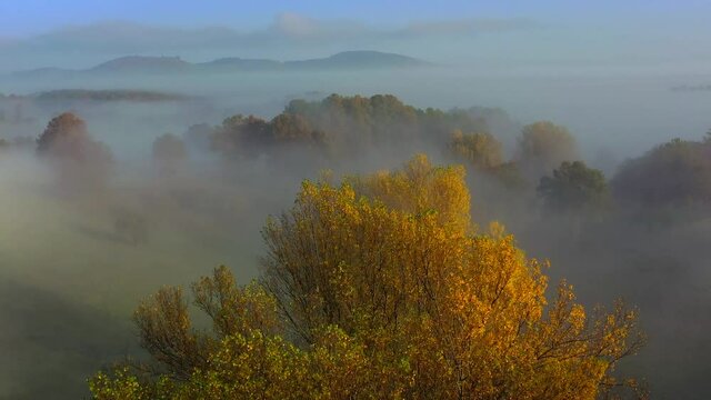 primo piano di albero in una mattina di autunno con fitta nebbia