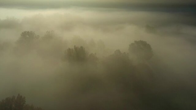 primo piano di albero in una mattina di autunno con fitta nebbia