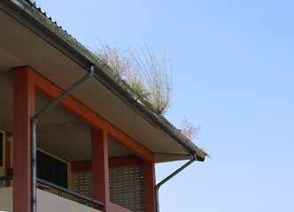 The grass and weeds on the rain gutter were grown from the seeds that the birds had eaten and drowned on the roof of the building.