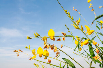 Yellow flowers in the sky background