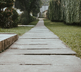 path in the park with green planted wall