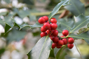 Hülse (Ilex aquifolium), Zweig mit Früchten