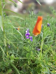 butterfly on a flower