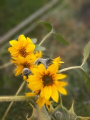 sunflower and bee