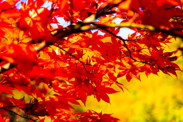 紅葉